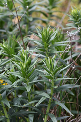Lithospermum officinale