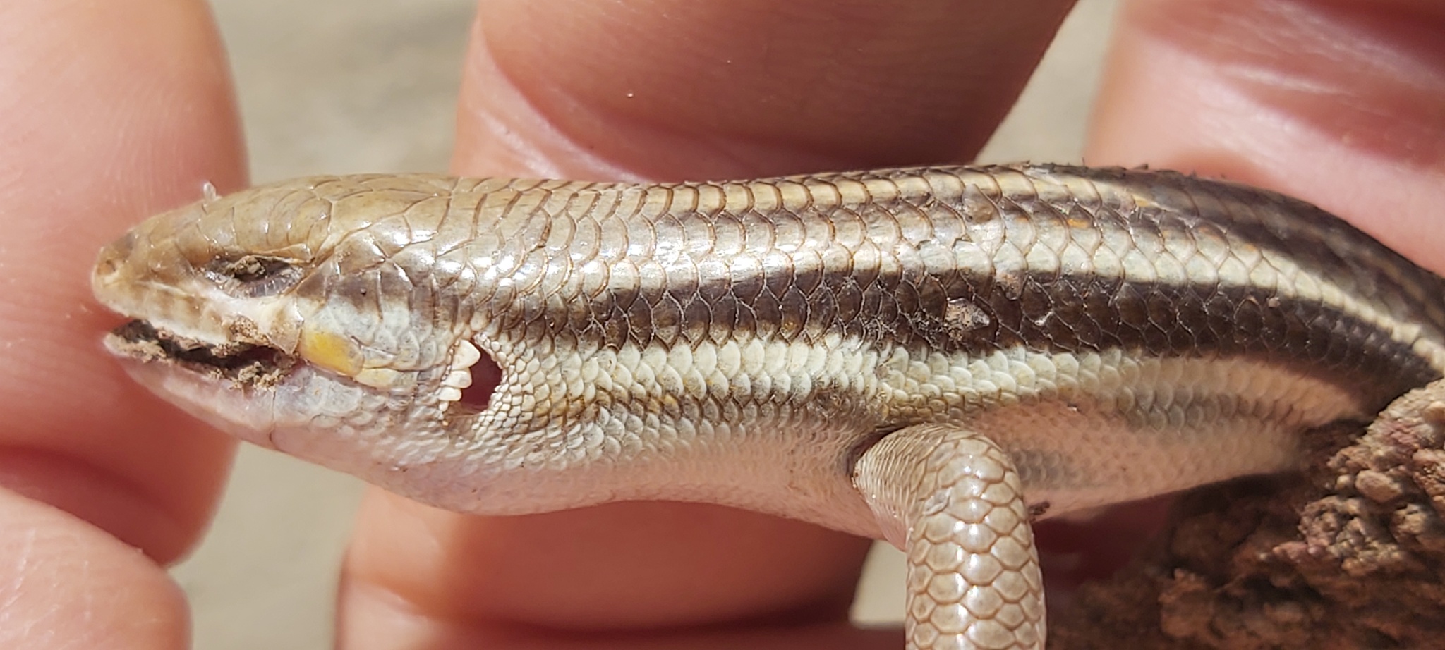 Persian Striped Skink photo 2