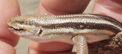 Persian Striped Skink photo 1