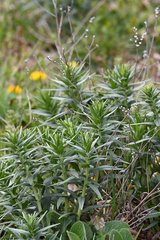 Lithospermum officinale