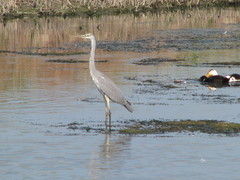 Ardea cinerea