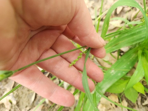 Carex laxiflora, photograph 6