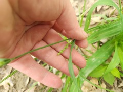 Carex laxiflora, photograph (c) Summit Metro Parks, some rights reserved (CC BY)