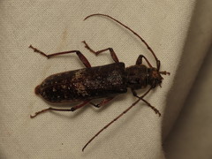 Phacodes
