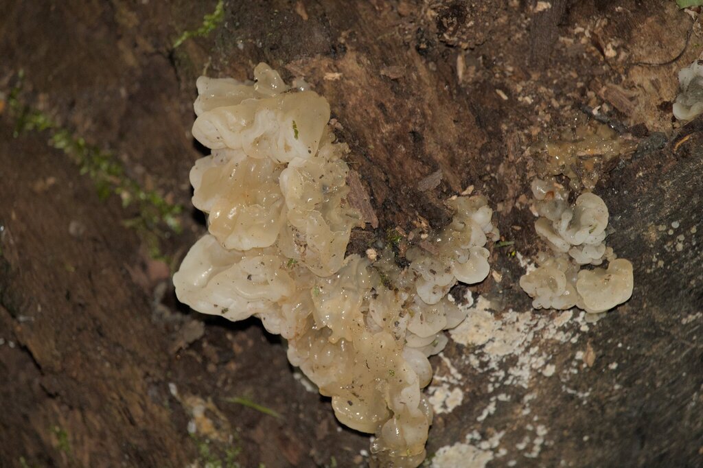 white jelly fungus · May 2026 · photo: Photo: (c) familiarjumpingspider, some rights reserved (CC BY) · iNaturalist