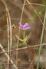 Byblis liniflora