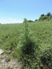 Cirsium tenoreanum