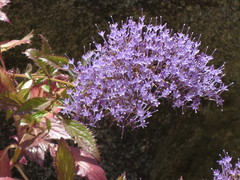 Trachelium caeruleum