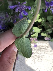 Lamiaceae