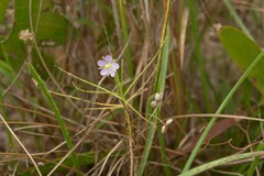Byblis liniflora