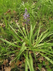 Scilla hyacinthoides
