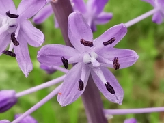 Scilla hyacinthoides