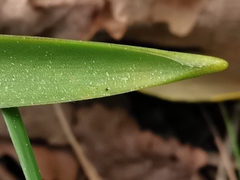 Scilla hyacinthoides