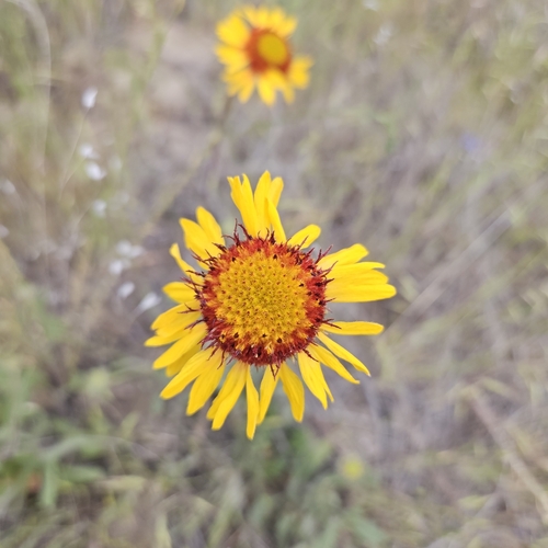 great blanketflower