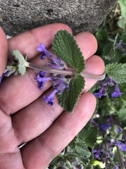 Lamiaceae