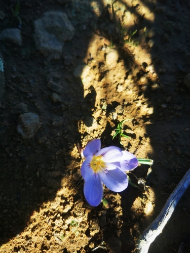 Afrocrocus unifolius (Afrocrocus unifolius)