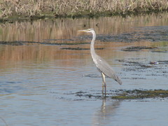 Ardea cinerea