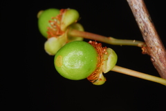 Aphloia theiformis