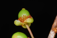 Aphloia theiformis