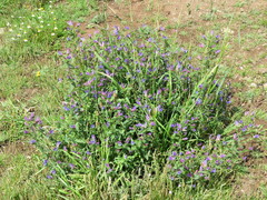 Echium rosulatum