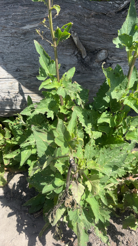 iNaturalist observation photo of California beeplant
