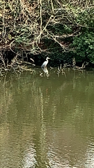 Ardea cinerea