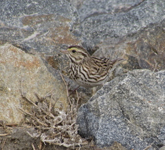 Passerculus sandwichensis beldingi