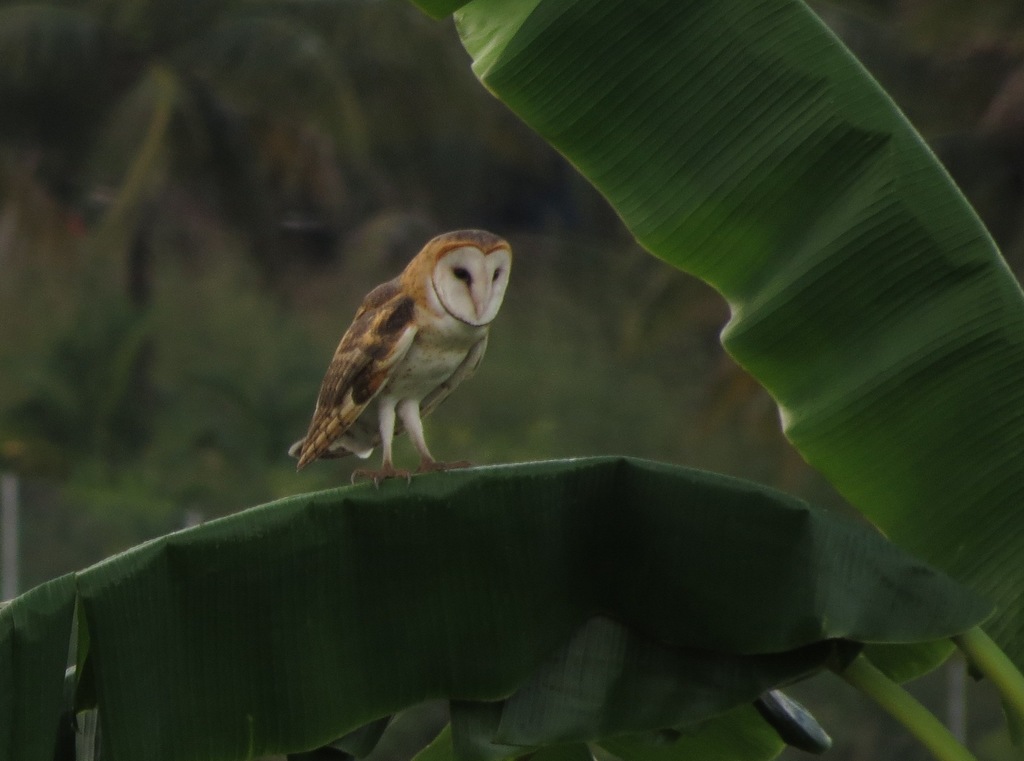 American Barn Owl