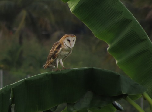 American Barn Owl