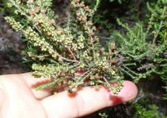 Erica leucopelta