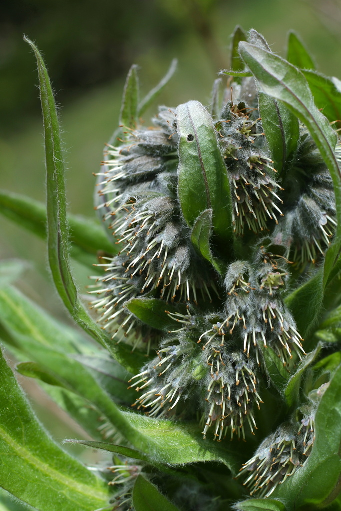 Solenanthus scardicus