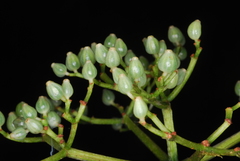 Psychotria comorensis