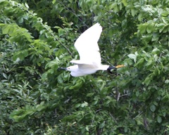 Egretta thula