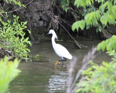 Egretta thula