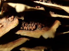 Pucciniastrum areolatum
