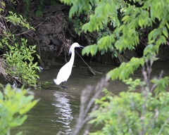 Egretta thula