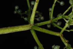 Psychotria comorensis