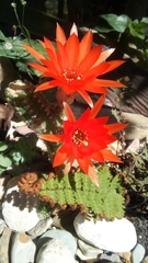 Lobivia silvestrii