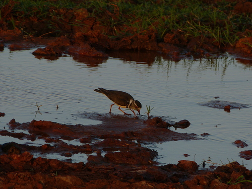 iNaturalist: (c) Lara, some rights reserved (CC BY-NC), uploaded by Lara iNaturalist image