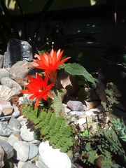 Lobivia silvestrii