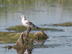Chroicocephalus ridibundus