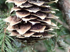 Pucciniastrum areolatum