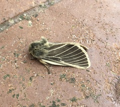 Lemonia philopalus