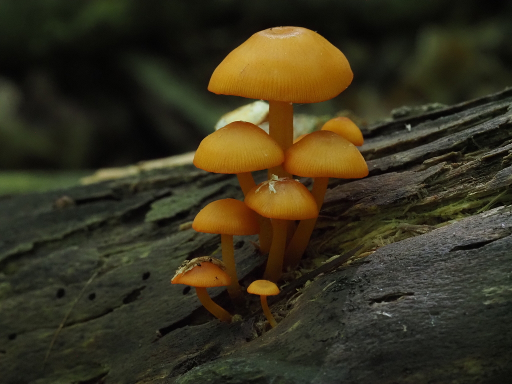 orange mycena
