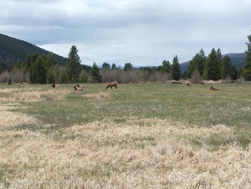 Elk
