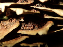 Pucciniastrum areolatum