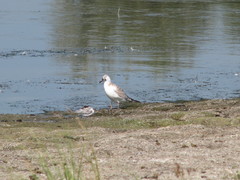 Chroicocephalus ridibundus