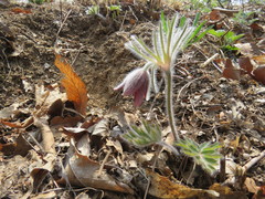 Pulsatilla cernua