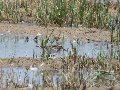 iNaturalist image