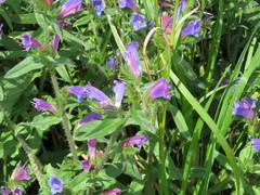Echium rosulatum
